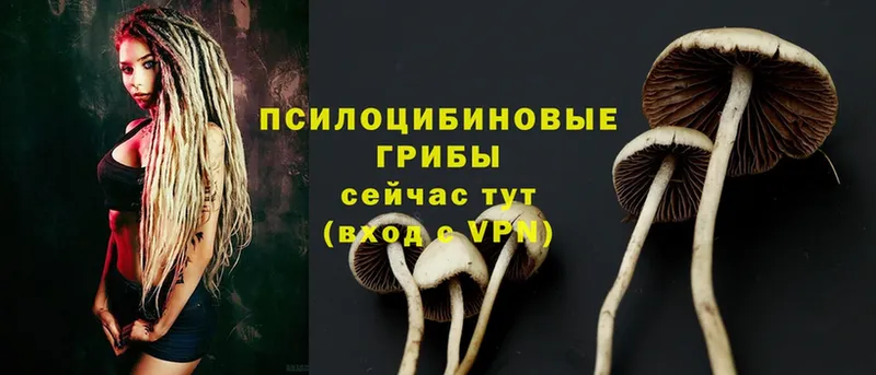 Псилоцибиновые грибы Psilocybe  Барыш 